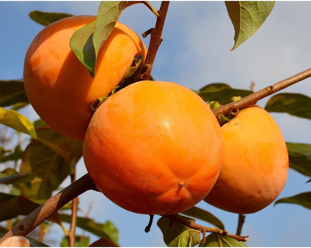 Persimmons Cultivation