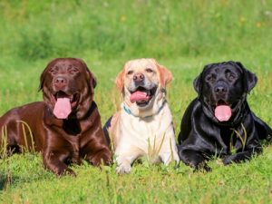 Dog Breeds For Pet Ownership
