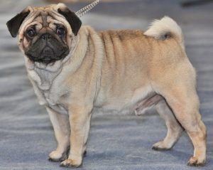 Dog Breeds For Pet Ownership