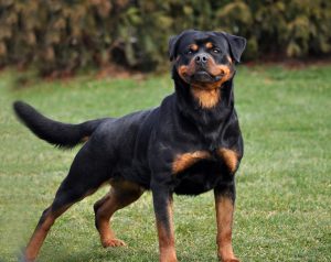 Dog Breeds For Pet Ownership