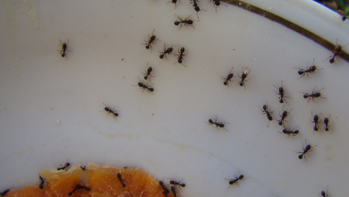 ant control