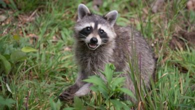Procedure to remove human Raccoon in Brampton