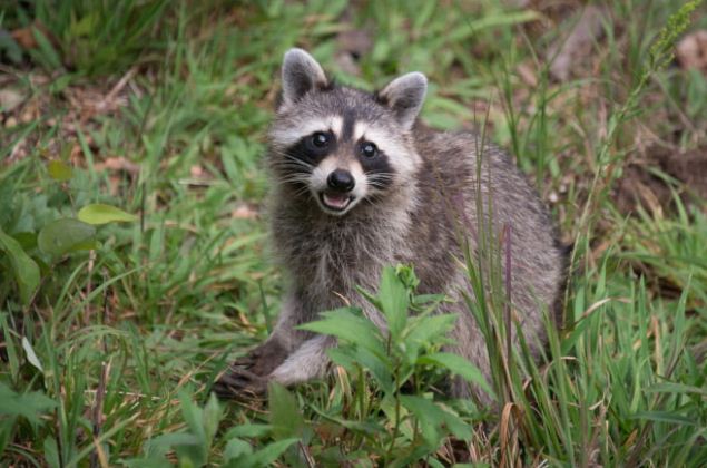 Procedure to remove human Raccoon in Brampton