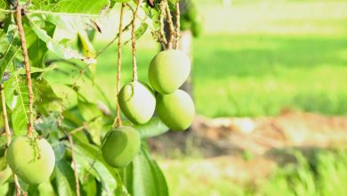 Mango Cultivation in India With Beneficial Information