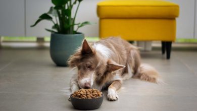 Good food manners