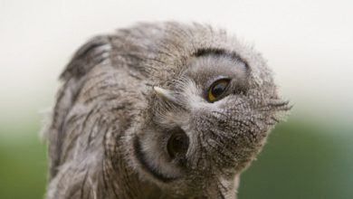Owl