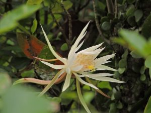 Outdoor garden plants