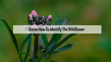 How To Identify The Wildflower