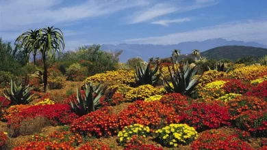 Cape Floral Kingdom